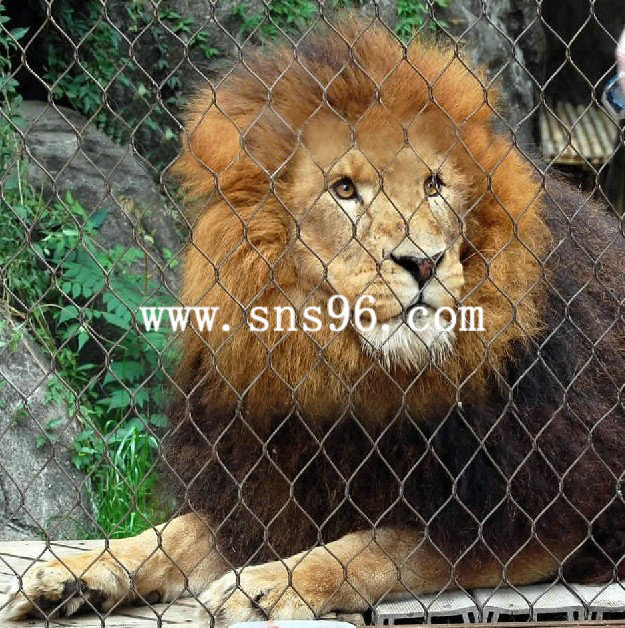动物园狮子专用网